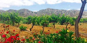 Jennifer Blake, Luxre Realty